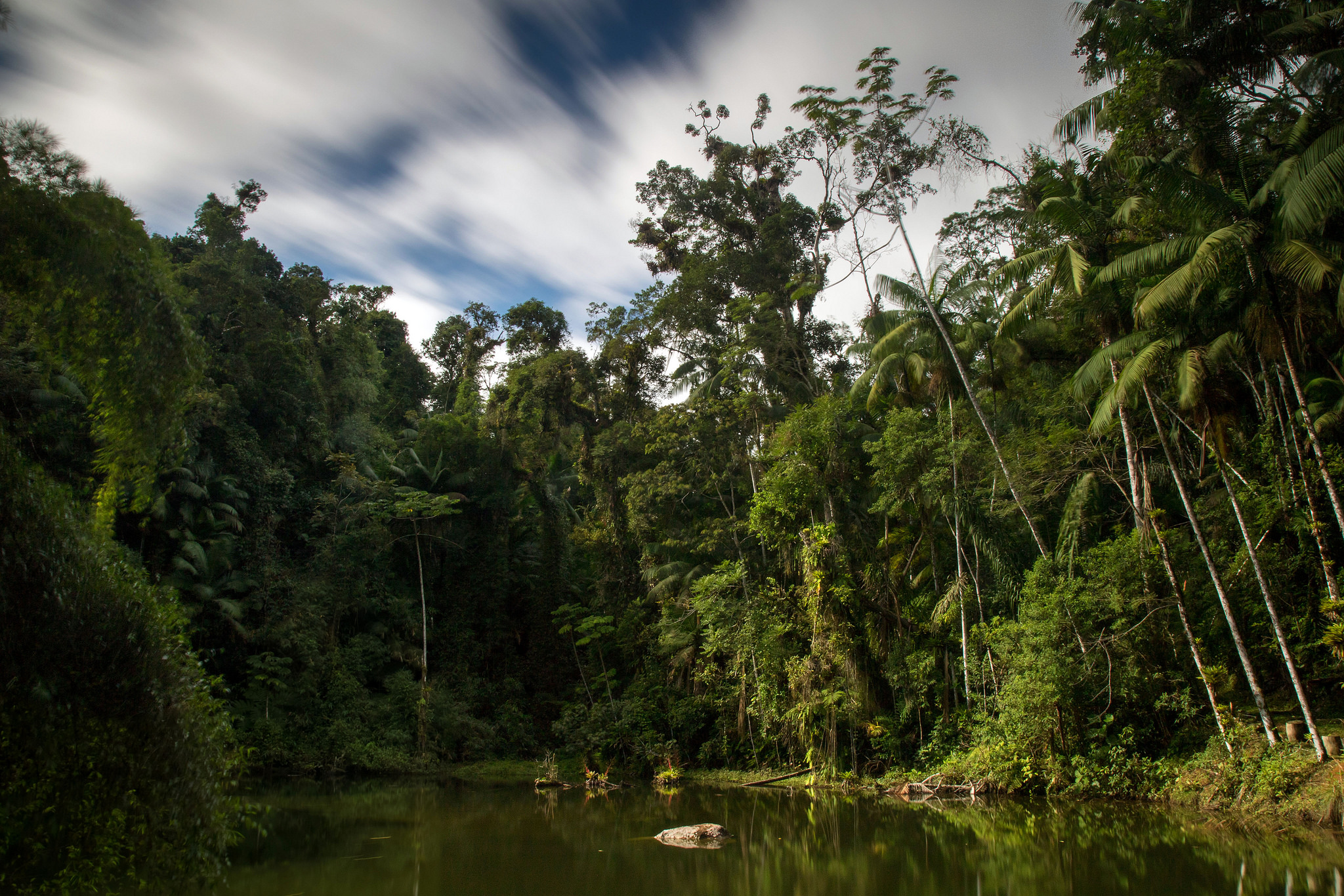 Amazon rainforest. Бразилия тропические леса Сельва. Сельва Южной Америки. Тропические леса амазонки в Бразилии. Сельва амазонки Бразилия.